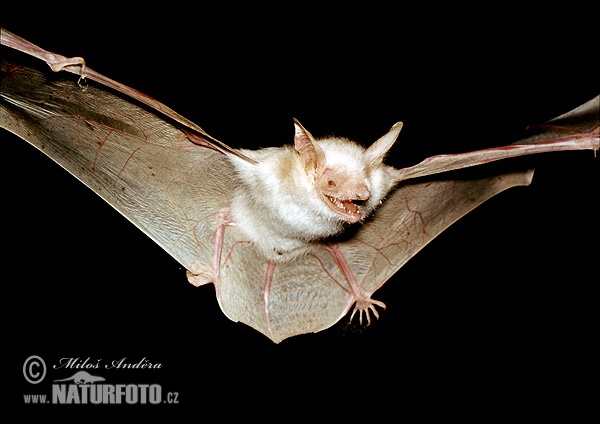 Netopier veľký (Myotis myotis)