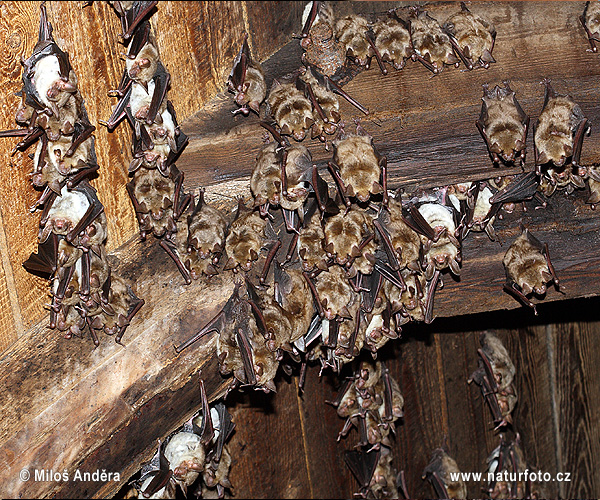 Netopier veľký - materska kolónia (Myotis myotis)