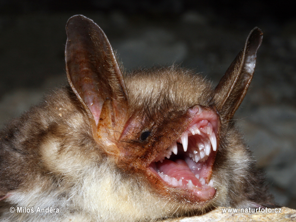 Netopier veľký (Myotis myotis)