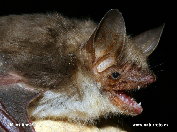 Netopier veľký (Myotis myotis)