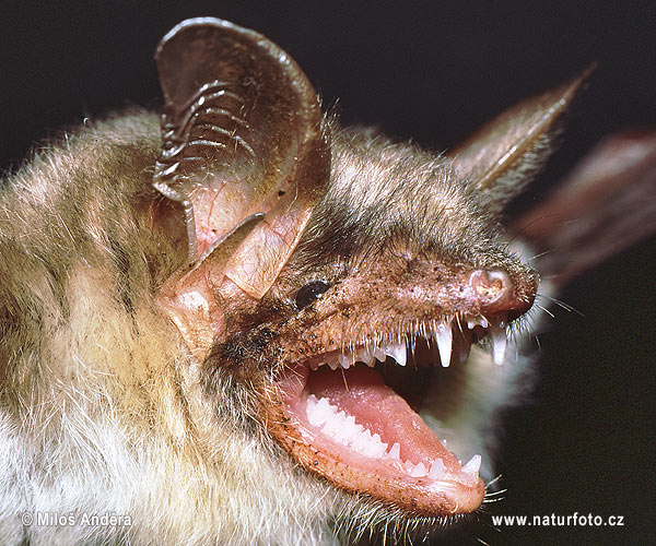 Netopier veľký (Myotis myotis)