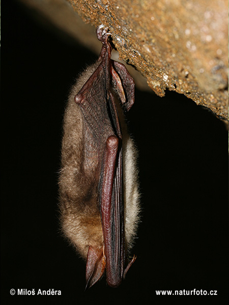 Netopier veľký (Myotis myotis)