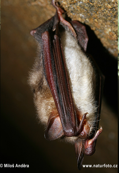 Netopier veľký (Myotis myotis)