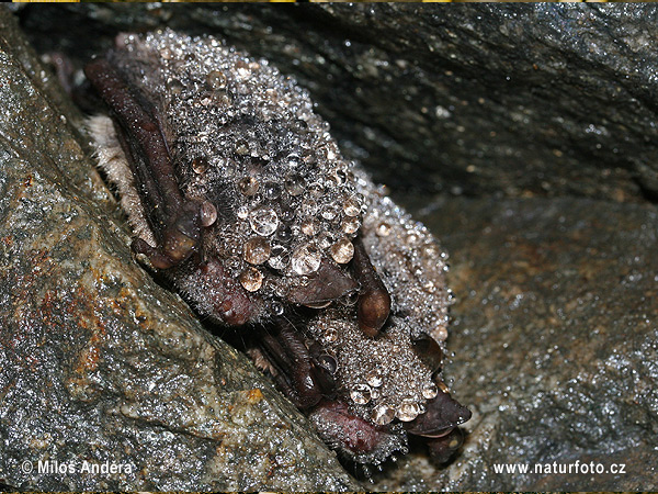 Netopier vodný (Myotis daubentonii)