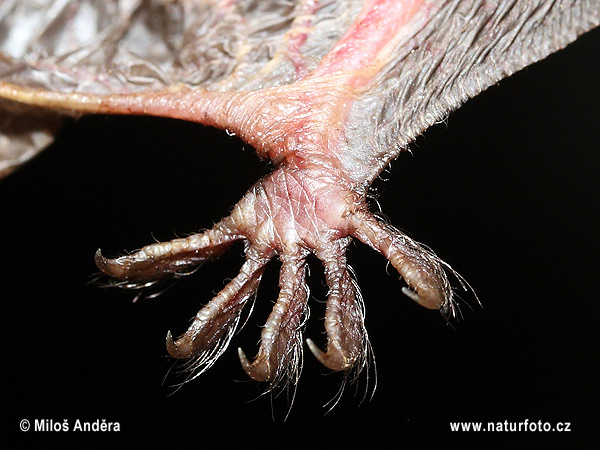 Netopýr řasnatý - noha (Myotis nattereri)
