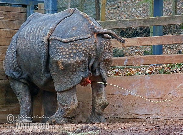 Nosorožec indický (Rhinoceros unicornis)