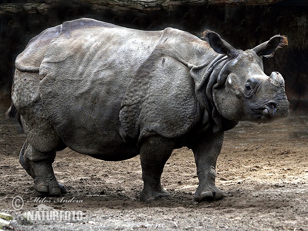 Nosorožec indický (Rhinoceros unicornis)