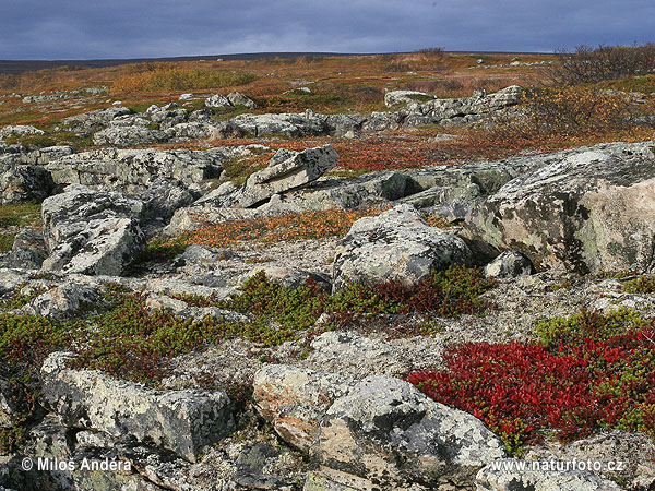 NP Varanger (Varangerhalvøya) (N)