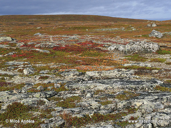 NP Varanger (Varangerhalvøya) (N)