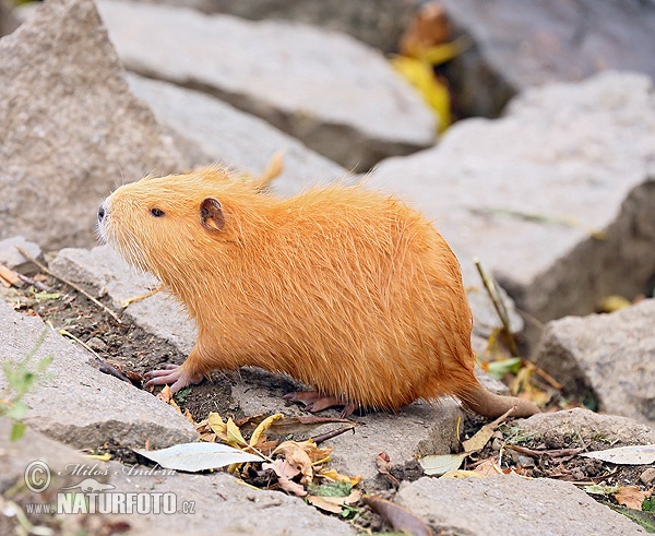 Nutria riečna (Myocastor coypus)