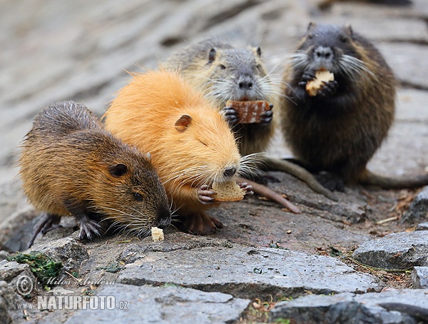 Nutria riečna (Myocastor coypus)