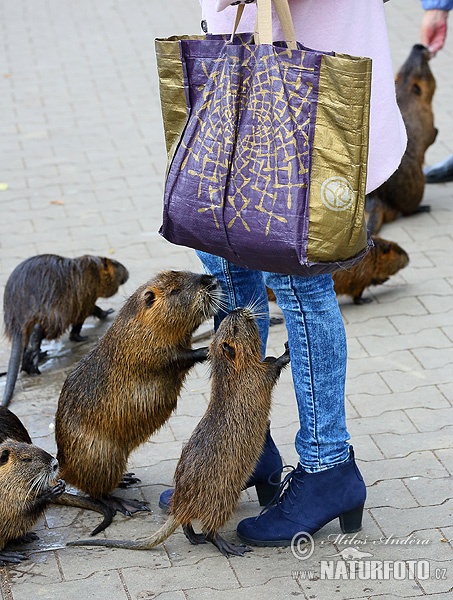 Nutria riečna (Myocastor coypus)