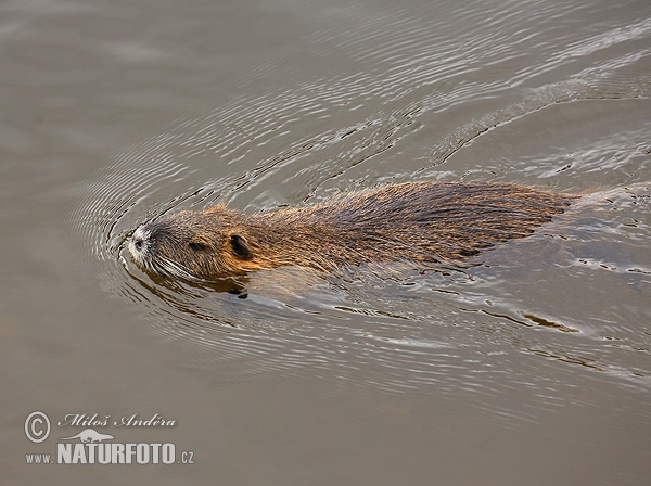 Nutria riečna (Myocastor coypus)