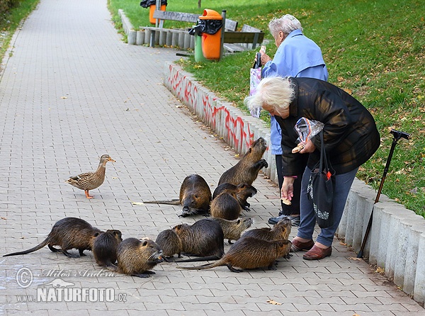 Nutria riečna (Myocastor coypus)