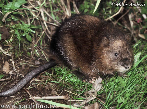 Ondatra pižmová (Ondatra zibethicus)