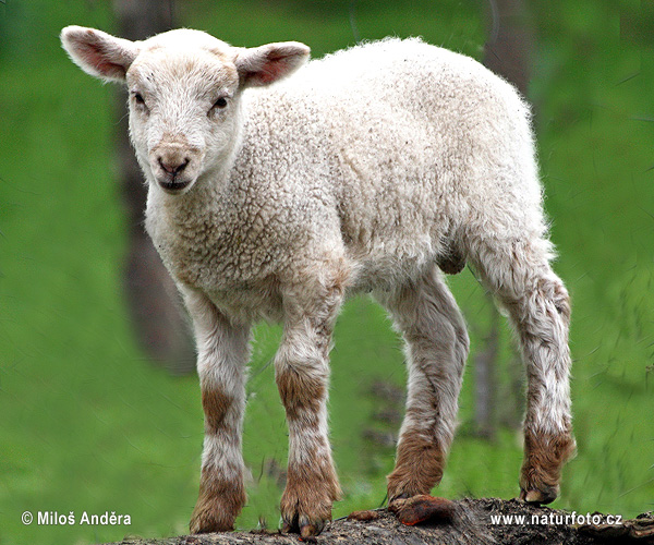 Ovca domáca (Ovis aries)