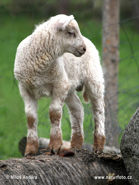 Ovca domáca (Ovis aries)