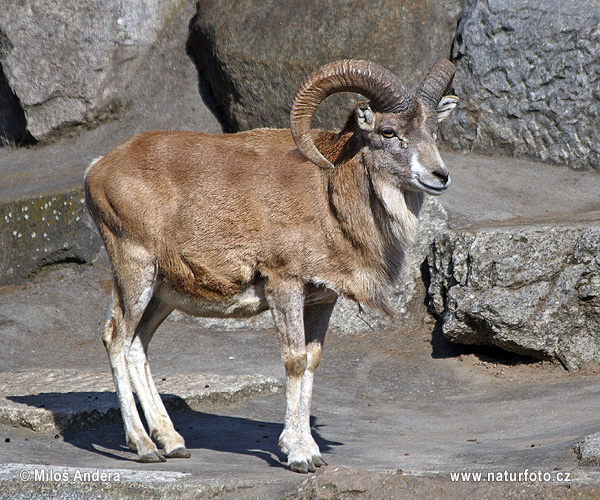 Ovce kruhorohá, ovce obloukorohá (Ovis cycloceros)