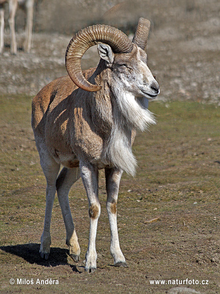 Ovce kruhorohá, ovce obloukorohá (Ovis cycloceros)
