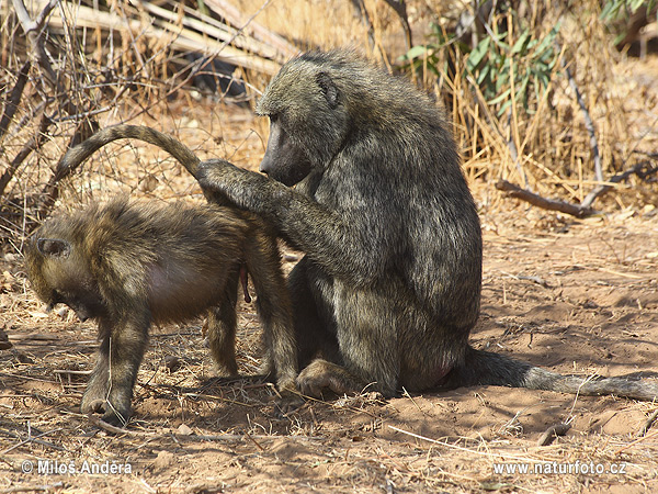 Pavinán anubi (Papio anubis)