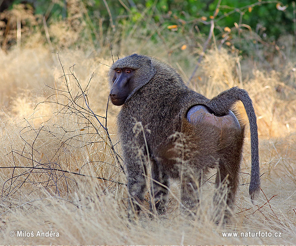 Pavinán anubi (Papio anubis)