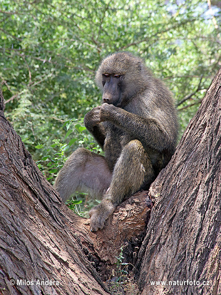 Pavinán anubi (Papio anubis)