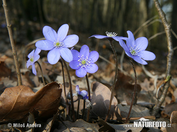 Pečeňovník trojlaločný (Hepatica nobilis)