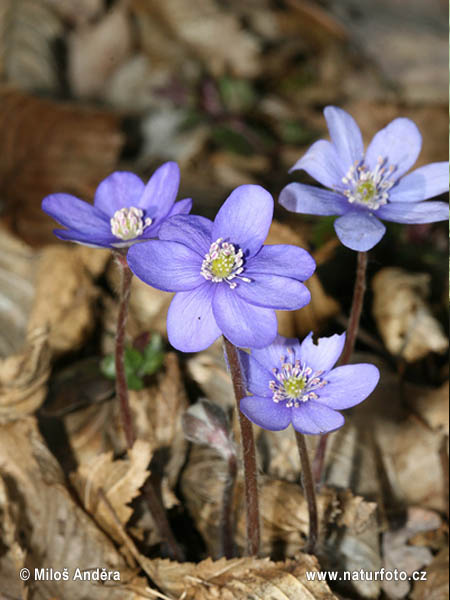 Pečeňovník trojlaločný (Hepatica nobilis)