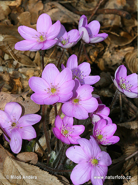 Pečeňovník trojlaločný (Hepatica nobilis)