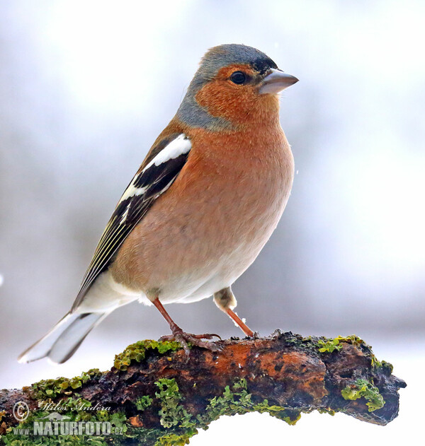 Pěnkava obecná (Fringilla coelebs)