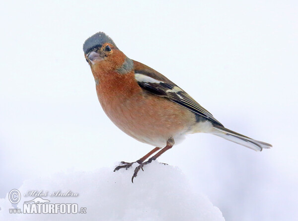 Pěnkava obecná (Fringilla coelebs)