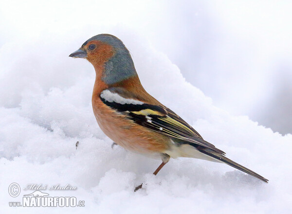 Pěnkava obecná (Fringilla coelebs)