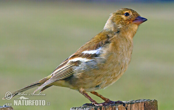 Pěnkava obecná (Fringilla coelebs)