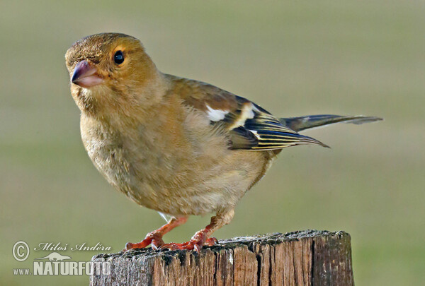 Pěnkava obecná (Fringilla coelebs)