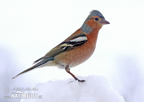 Pěnkava obecná (Fringilla coelebs)