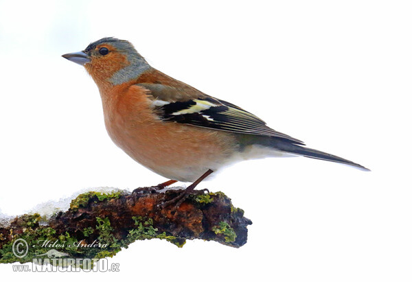 Pěnkava obecná (Fringilla coelebs)