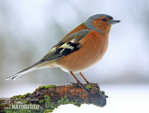 Pěnkava obecná (Fringilla coelebs)