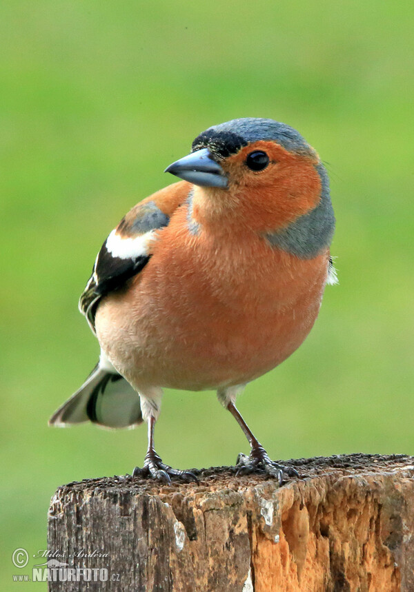 Pěnkava obecná (Fringilla coelebs)