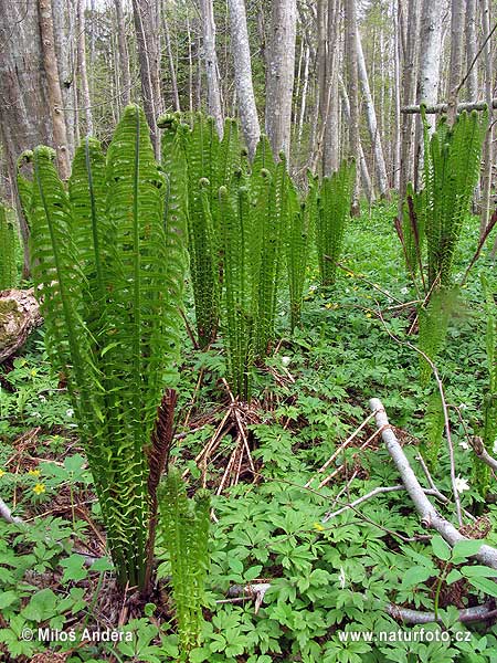 Perovník pštrosí (Matteuccia struthiopteris)