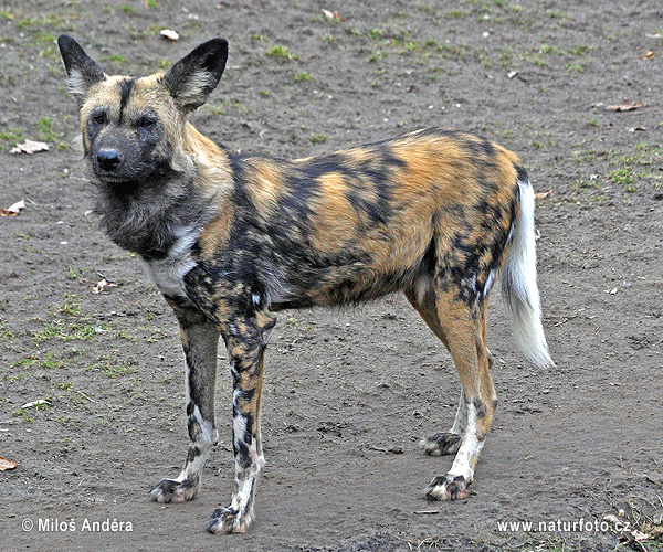 Pes hyenový (Lycaon pictus)