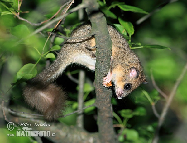 Plch sivý obyčajný veľký (Glis glis)