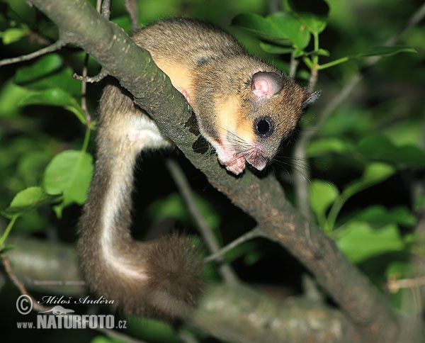 Plch sivý obyčajný veľký (Glis glis)