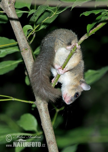 Plch sivý obyčajný veľký (Glis glis)