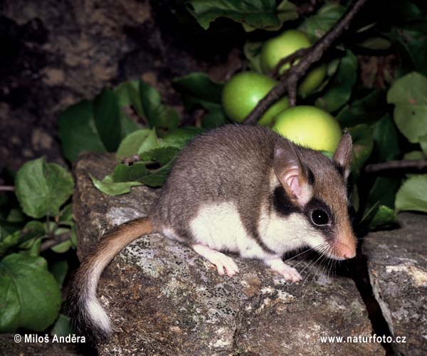 Plch záhradný (Eliomys quercinus)