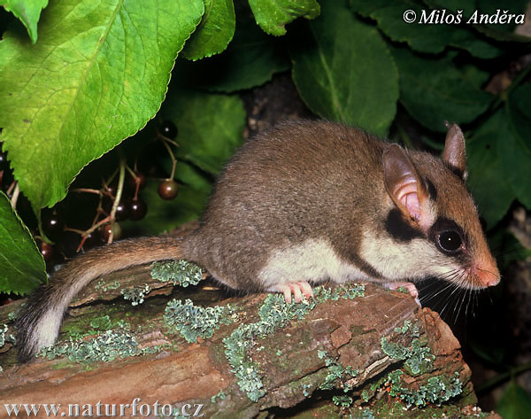 Plch záhradný (Eliomys quercinus)