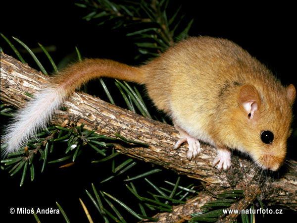 Plšík lieskový (Muscardinus avellanarius)