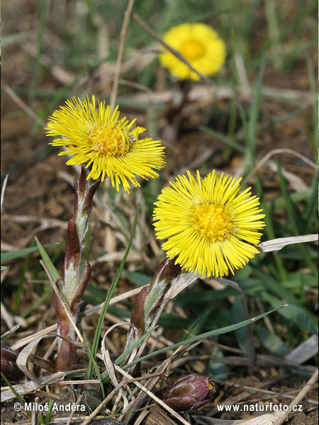 Podbeľ liečivý (Tussilago farfara)