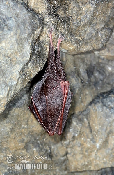 Podkovár krpatý (Rhinolophus hipposideros)