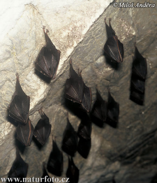 Podkovár krpatý (Rhinolophus hipposideros)