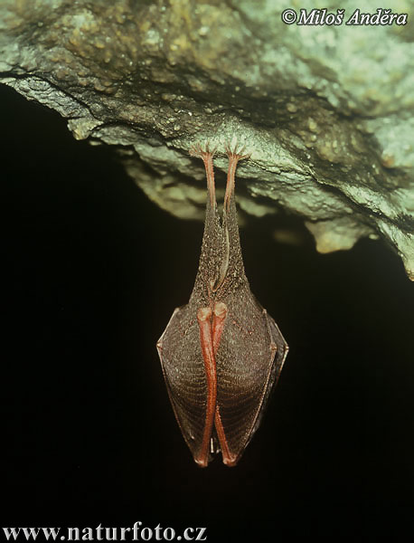 Podkovár krpatý (Rhinolophus hipposideros)